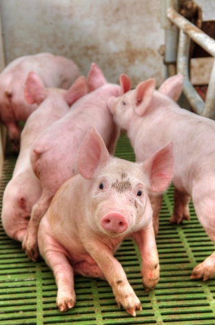 AEF fordert zügig weitere Schritte der Bundesregierung zum Umbau der Nutztierhaltung